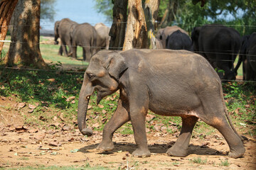 Fototapeta premium A baby elephant walks through a field with other elephants