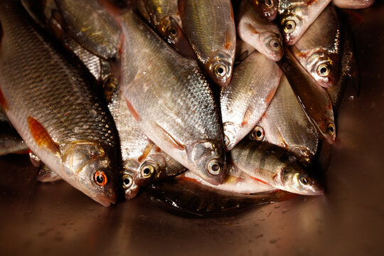 Freshly caught small fish piled in a bucket