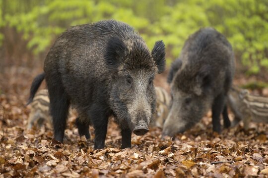 Wild boar (Sus scrofa), sows and piglets in springtime, forest, captive, North Rhine-Westphalia, Germany