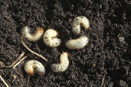 European june beetle (Amphimallon solstitiale) larvae grubs, Allg&auml;u, Bavaria, Germany
