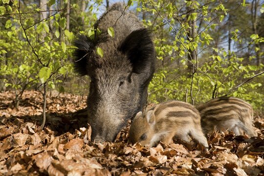 Wild Boars (Sus scrofa), sow and piglets in a spring forest, captive, North Rhine-Westphalia, Germany