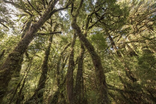 Fitzroya (Fitzroya cupressoides) with moss and lichens in the moderate rainforest, Carretera Austral, Pumal&iacute;n Park, Chait&eacute;n, Regi&oacute;n de los Lagos, Patagonia, Chile