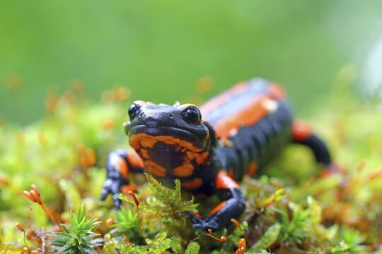 Orange Fire salamander (Salamandra salamandra), Rare colour variation, Solms, Hesse, Germany