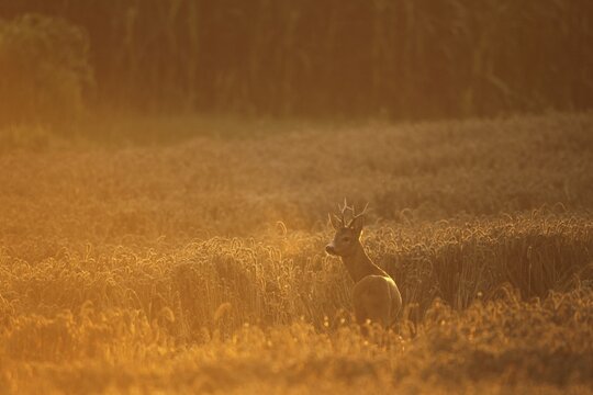 European roe deer (Capreolus capreolus) buck in wheat field at sunrise creates golden mood image, Lower Austria, Austria