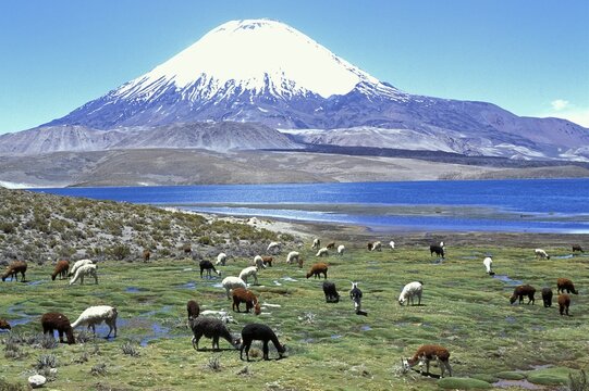 Alpacas ( Lama pacos ), Lago Chungara and Volcan Parinacota, Lauca National Park, Chile