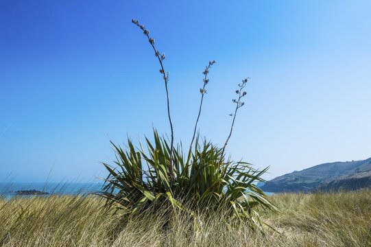 Aloe plant on Shell beach, Herm, Guernsey, Channel Islands, United Kingdom
