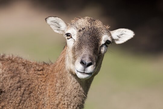 Mouflon (Ovis orientalis), Germany, Europe