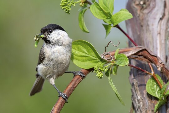 Marsh tit (Parus palustris) sits on a branch and has insects in his beak, Limbach, Burgenland, Austria