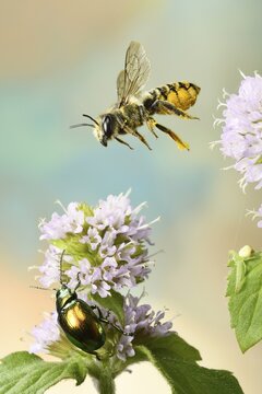 Patchwork leafcutter bee (Megachile centuncularis) in flight on flower of a Water mint (Mentha aquatica), Germany