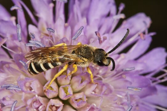 Halictus scabiosa (Halictus scabiosa) on Field Scabious (Knautia arvensis), Baden-W&uuml;rttemberg, Germany