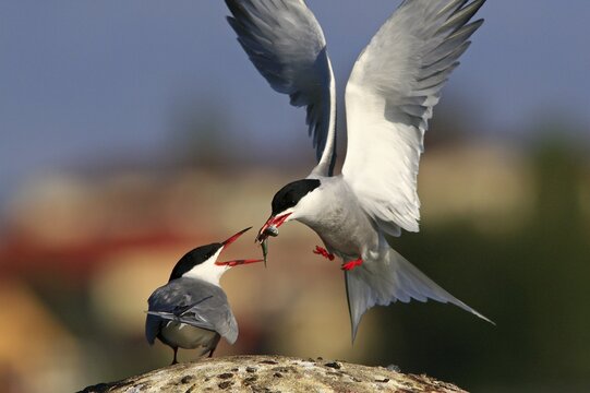 Two Common Terns (Sterna hirundo), courting behaviour handing over fish at Waren on the Mueritz, Mueritz Lake, Mueritz National Park, Mecklenburg Lake District, Mecklenburg-Western Pomerania, Germany, Europe