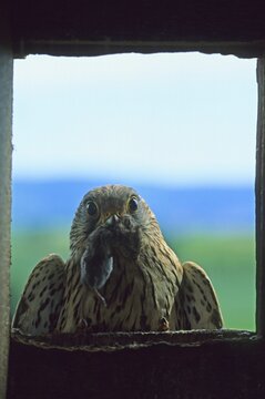 Common Kestrel, Falco tinnunculus, looking into its nesting box