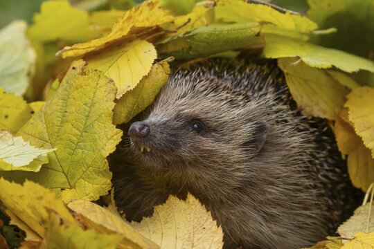European hedgehog (Erinaceus europaeus) adult animal amongst fallen autumn leaves, Suffolk, England, United Kingdom