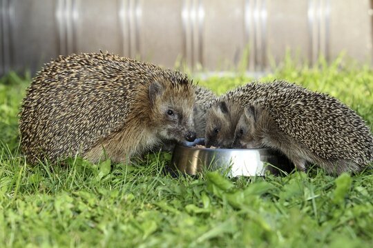 Hedgehog (Erinaceus europaeus), female and young animals, 4 weeks, feeding from feeding bowl in the garden, Allg&auml;u, Bavaria, Germany