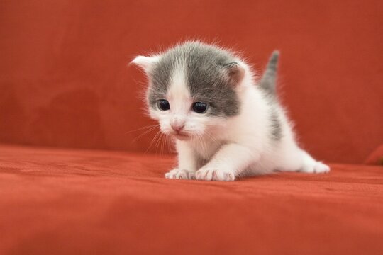 Young cat (Felis silvestris catus), 2 weeks, on red sofa, Bavaria, Germany