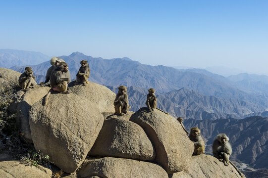 Baboons on rocks, Abha, Saudi Arabia