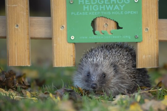 European hedgehog (Erinaceus europaeus) adult animal walking through a Hedgehog highway sign on an urban garden grass lawn with fallen autumnal leaves in the autumn, England, United Kingdom