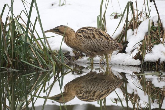 Eurasian Bittern or Great Bittern (Botaurus stellaris) in the snow, with reflection in the water