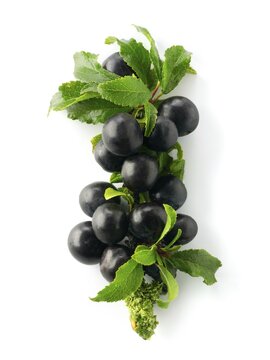 Fresh sloe berries from the blackthorn bush (Prunus spinosa)