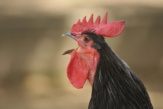 Domestic Fowl (Gallus domesticus), rooster crowing, portrait, Germany