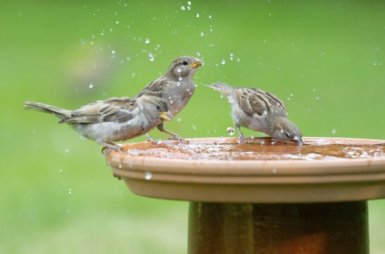House sparrows (Passer domesticus) standing on a bird bath and drinking water, Lower Saxony, Germany