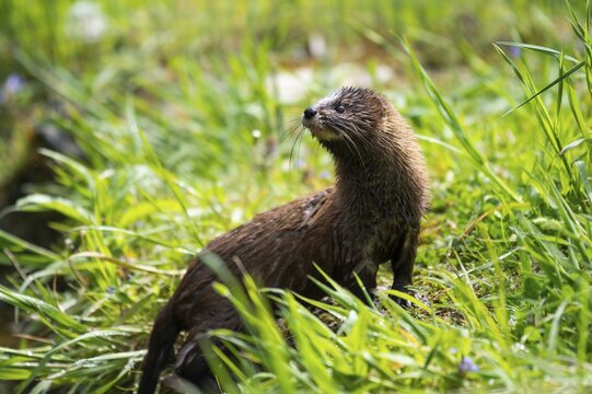 European mink (Mustela lutreola), captive, Germany