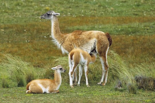 Guanacos (Lama guanicoe) with young, Torres del Paine National Park, Patagonia, Chile, South America