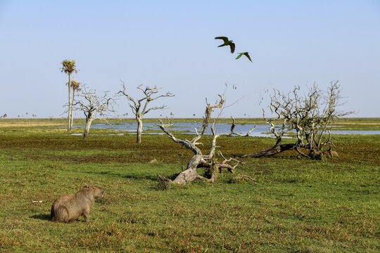 Capybaras (Hydrochoerus hydrochaeris), Estancia El Socorro, near Colonia Carlos Pellegrini, Esteros del Iber&aacute;, Province of Corrientes, Argentina