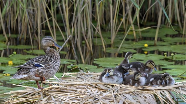 Mallard (Anas platyrhynchos), adult bird with chicks in the nest at the water, Burgenland, Austria