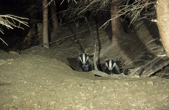Young badgers (Meles mels) at night in their den, Allgaeu, Bavaria, Germany, Europe