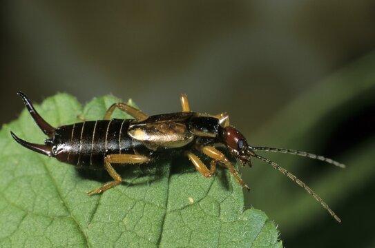 Common Earwig (Forficula auricularia)