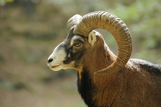 Muflon (Ovis ammon Musimon), male, ram, portrait, captive, Thuringia, Germany