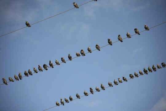 European Starlings (Sturnus vulgaris) perched atop power lines