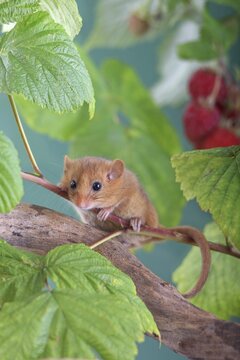 Hazel Dormouse, Common Dormouse (Muscardinus avellanarius) sitting in a raspberry bush, Oberbiel, Solms, Hesse, Germany