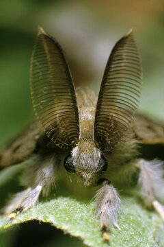 Gypsy Moth (Lymantria dispar), Lymantriidae family, closeup portrait of a male