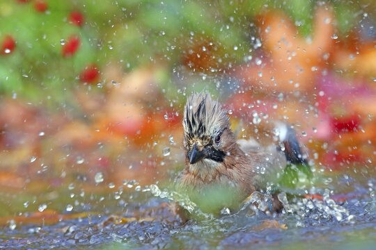 Eurasian jay (Garrulus glandarius) bathes in shallow water with autumn leaves, Solms, Hesse, Germany