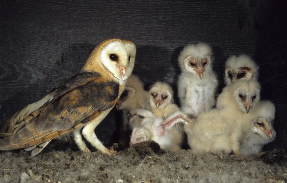 Barn owls (Tyto alba) family owls adult with chicks