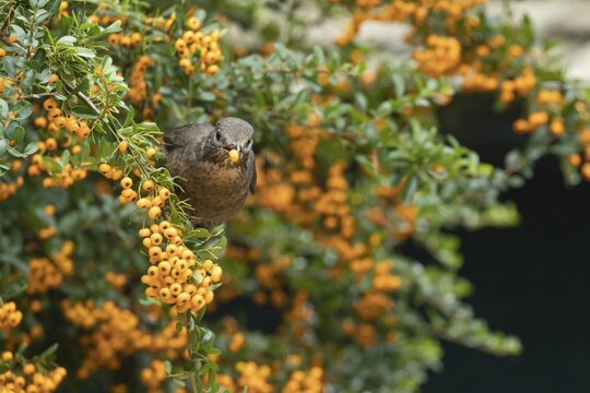 Common blackbird (Turdus merula) adult female bird feeding on a Pyracantha bush berry, Suffolk, England, United Kingdom