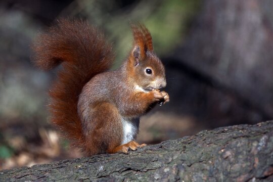 Eurasian Red Squirrel (Sciurus vulgaris), Brixlegg, Tyrol, Austria, Europe