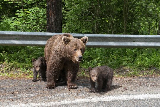 A female bear with two cubs standing next to a road in front of a forest, European brown bear (Ursus arctos arctos), cubs, Transylvania, Carpathians, Romania