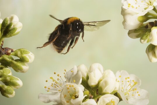 Buff-tailed Bumblebee (Bombus terrestris)
