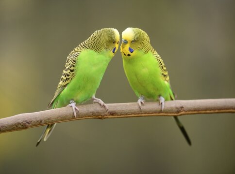 Budgerigars (Melopsittacus undulatus), female, left, and male, right, captive, Saxony-Anhalt, Germany