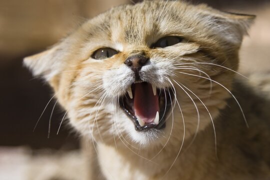 African Wildcat (Felis silvestris lybica), snarling, Libya, North Africa, Africa