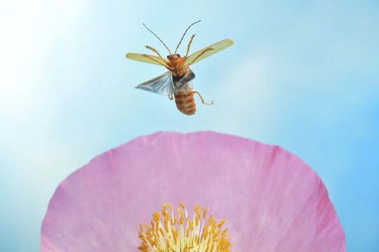 Red fly beetle (Cantharis rufa) in flight on a poppy flower (Papaver rhoeas)