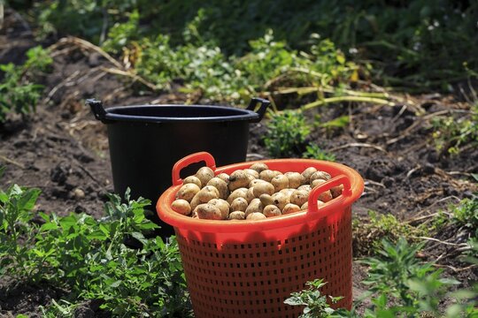 Potato harvest, freshly harvested potatoes in a bucket, St Martin's, Isles of Scilly, Cornwall, England, United Kingdom