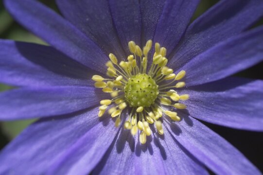 Spring Anemone blanda anemone bloom