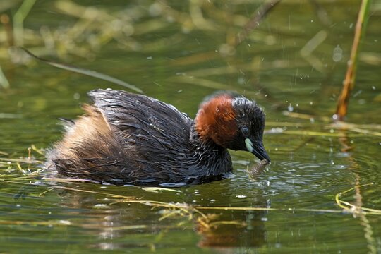 Little Grebe (Tachybaptus ruficollis), Tyrol, Austria