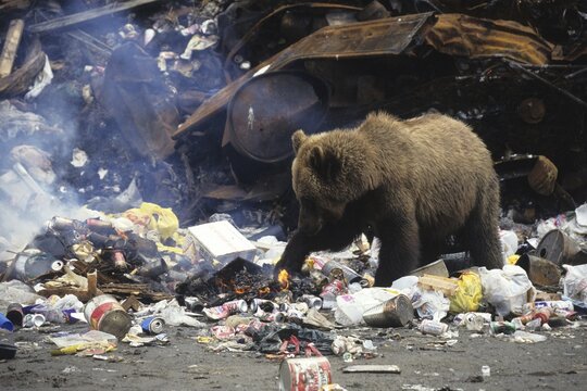 Grizzly Bear (Ursus arctos horribilis) rummaging through a garbage dump, Alaska, USA