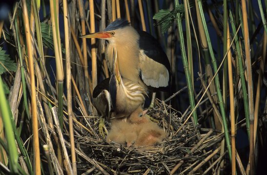 Little Bittern (Ixobrychus minutus), Kopula, Hortobagy Lakes, Hungary