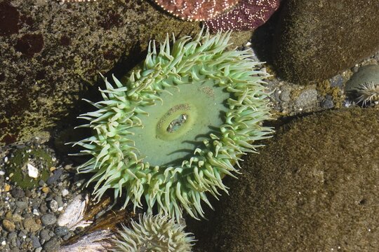 Tide pool with Giant Green Sea Anemone (Anthopleura xanthogrammica), Pacific Coast, Olympic National Park, Washington, USA